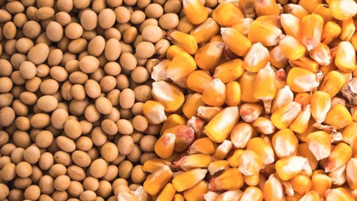 Protegido: Capacitación Calidad Comercial Maiz/Soja